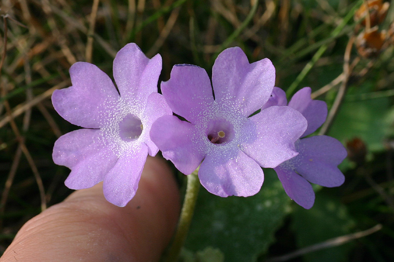 Primula marginata / Primula impolverata